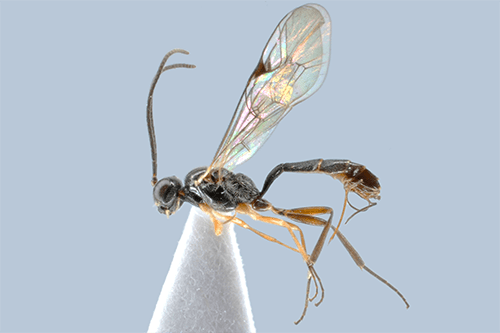 Bathythrix strigosa